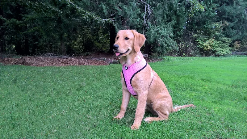 Soft & Comfy Mesh Dog Harness