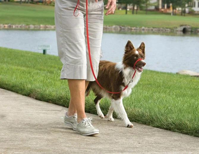 Gentle Leader Headcollar, Medium (25-60 lb)